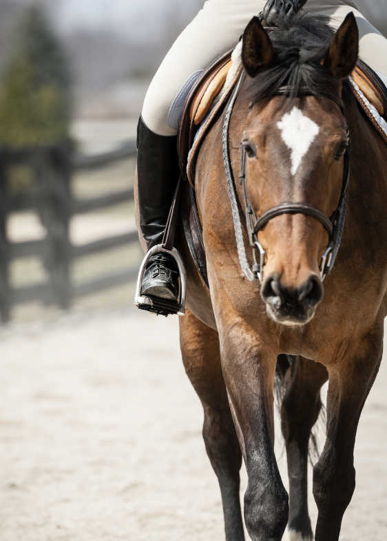 traumatismes mécaniques cheval